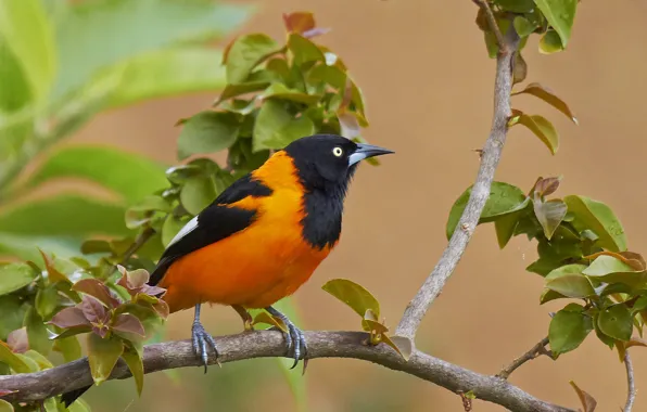 Red, Black, White, Bird, Leaves, Beak, Eye, Branch