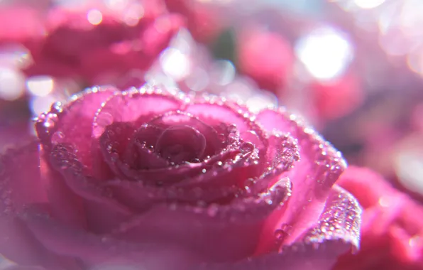 Flower, drops, macro, pink, rose