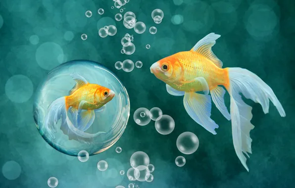 Picture fish, fish, bubbles, background, gold