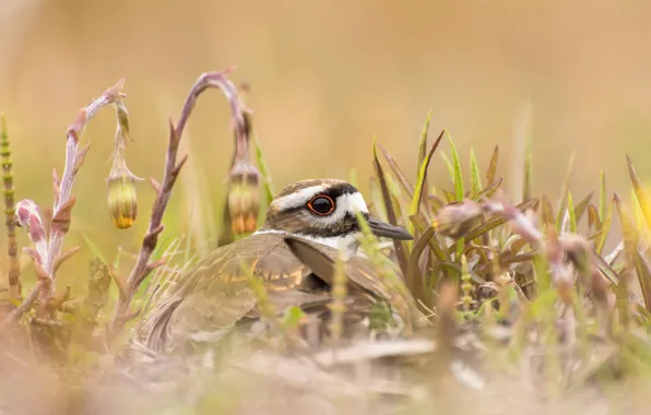 Picture grass, nature, bird, beak, noisy Plover