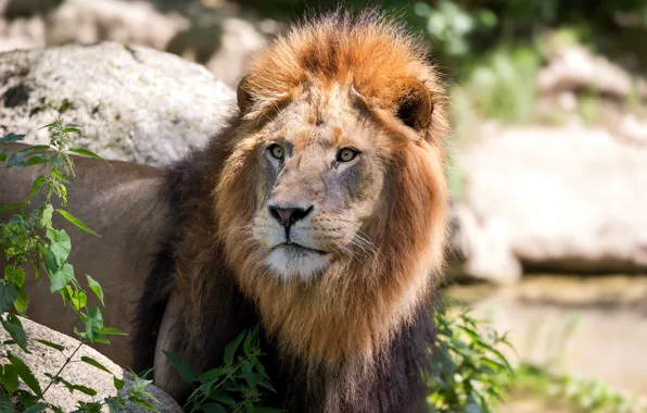 Picture Leo, mane, look