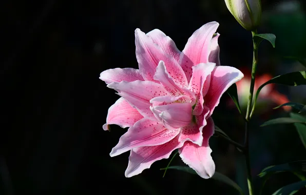 The dark background, Lily, garden, pink
