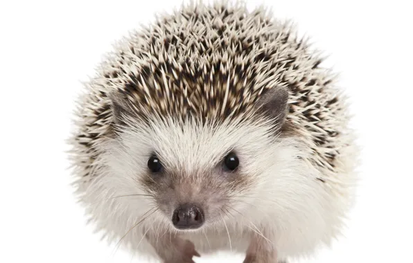 Picture eyes, barb, muzzle, white background, hedgehog, mammals