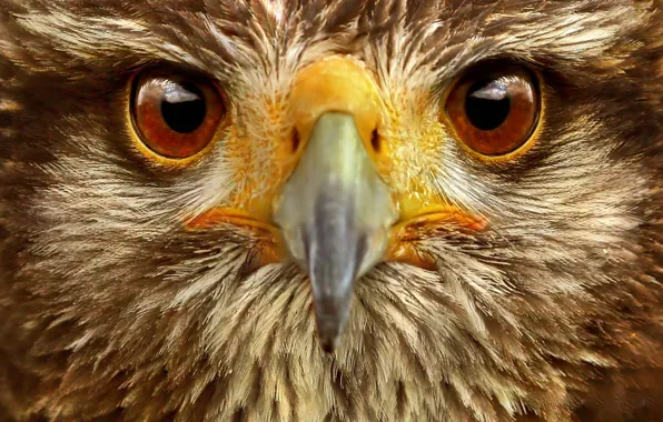 Picture eyes, bird, eagle
