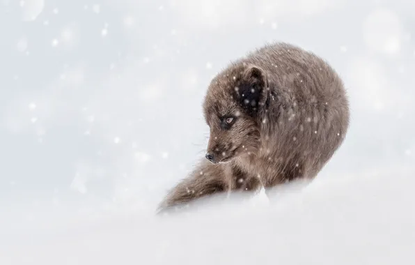 Picture winter, look, face, snow, pose, grey, the snow, snowfall