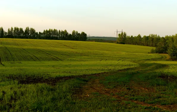 Picture field, summer, nature