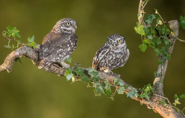 Leaves, birds, owl, two, branch, pair, owls, a couple