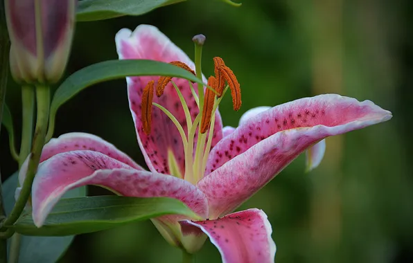 Picture Macro, Macro, Pink Lily, Pink lily