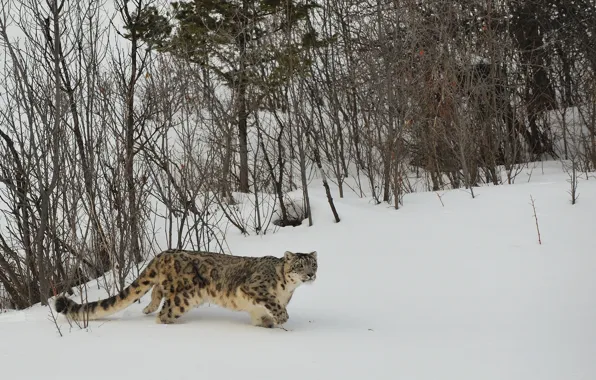 Winter, cat, snow, nature, IRBIS, snow leopard