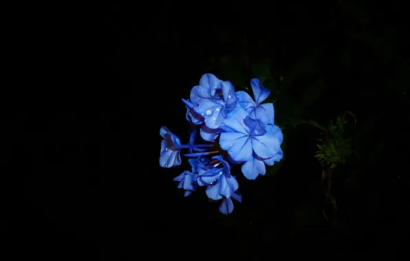 Picture macro, background, petals, inflorescence