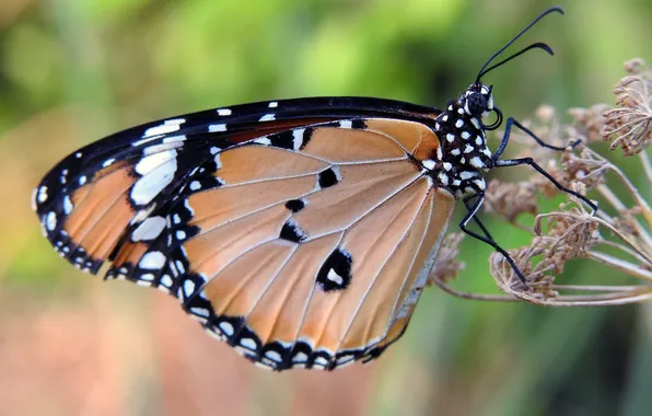 Flower, macro, butterfly, wings, beautiful, close-up