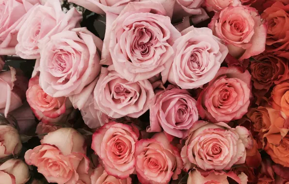 Flowers, roses, bouquet, pink, a lot