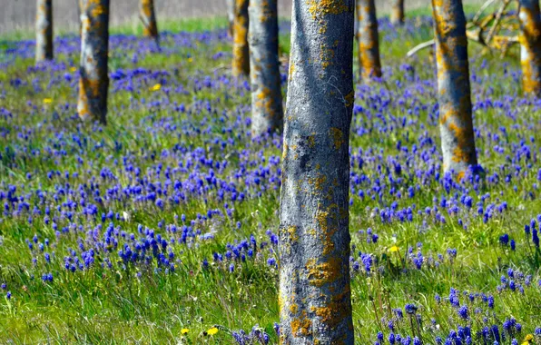 Greens, forest, grass, light, trees, flowers, nature, Park
