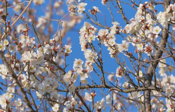 Light, flowers, branches, cherry, blue, tree, spring, white