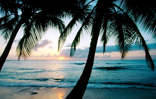 Sunset, palm trees, the ocean, Barbados, Caribbean, West Indies, king\'s Beach, the island of Barbados