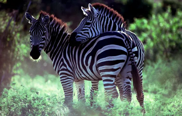 Pair, Savana, Zebra