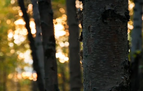 Picture forest, the sun, light, trees, foliage, trunk, bark, bokeh.