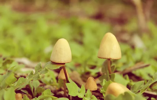 Grass, mushrooms, bokeh