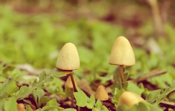 Picture grass, mushrooms, bokeh