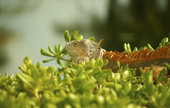 Grass, Wallpaper, iguana