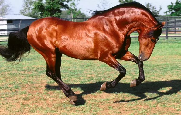 Horse, beautiful, hooves