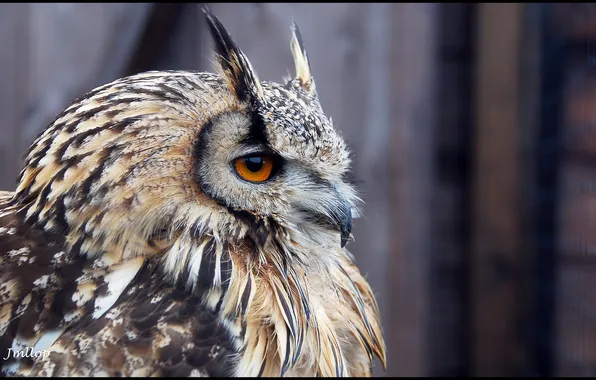 Owl, bird, profile, Horny