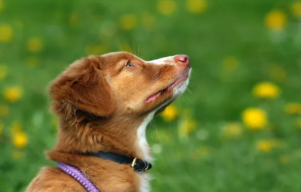 Summer, background, dog