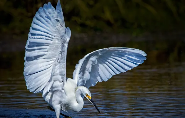 Water, bird, wings, beak, white American egret