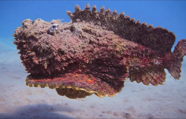 Animal, fish, Fish, monster, alien, underwater, swiming, beauty posing