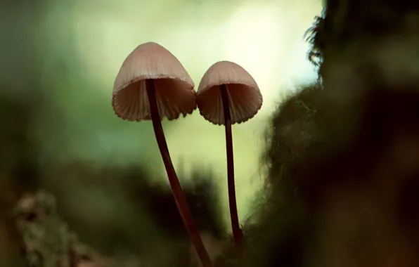 Mushrooms, moss