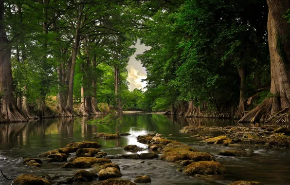 Forest, summer, nature, river
