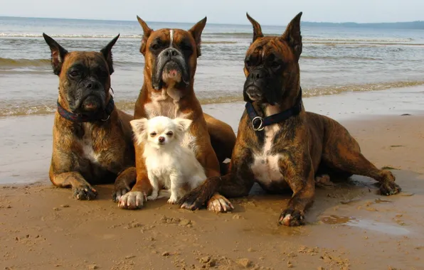 Picture sea, dogs, shore, the situation, security, walk, defenders, bodyguards