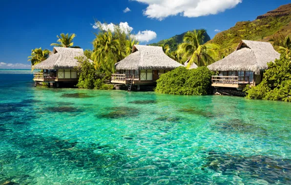 Picture greens, palm trees, the ocean, island, Bungalow, Lazur