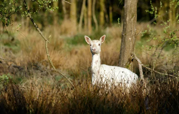 Picture forest, white, look, trees, branches, thickets, deer, cub