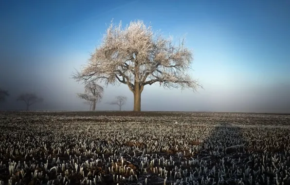 Field, trees, fog