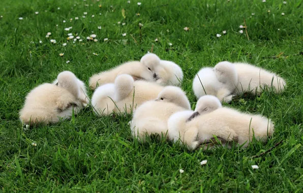 Grass, birds, glade, kids, swans, Chicks, brood, the Lebeda