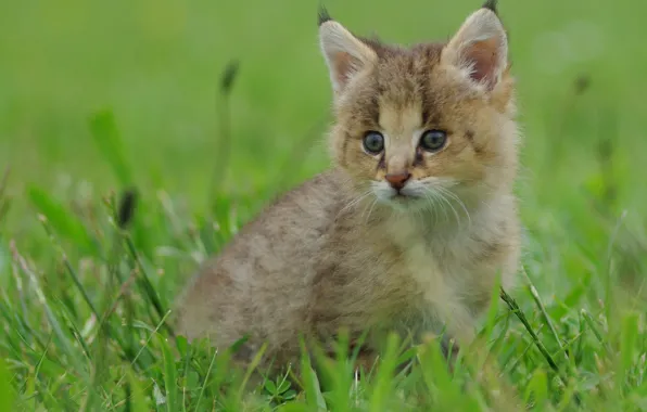 Grass, baby, kitty, lynx, a small lynx