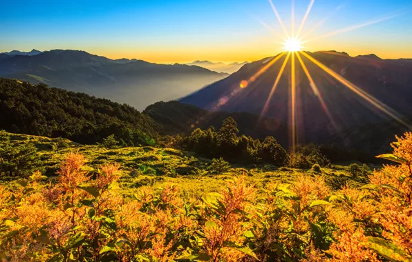 The sun, rays, flowers, mountains, bright light, plants, Thailand