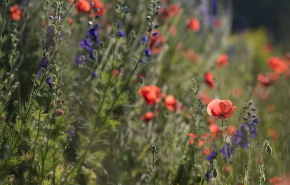 Field, flowers, Maki, meadow, bokeh