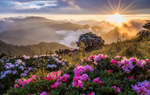 Picture flowers, mountains, morning