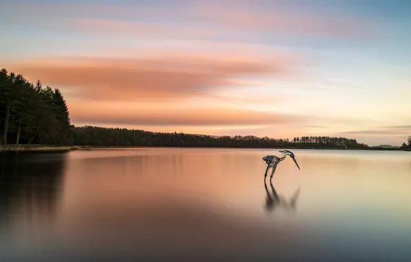 Forest, the sky, sunset, dawn, bird, shore, design, ate