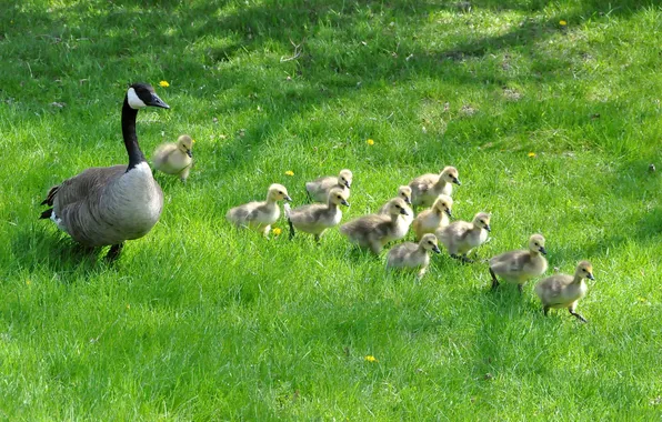 Picture BACKGROUND, GRASS, CHILDREN, GREEN, DUCKLINGS, MOTHER, DUCK, COLON