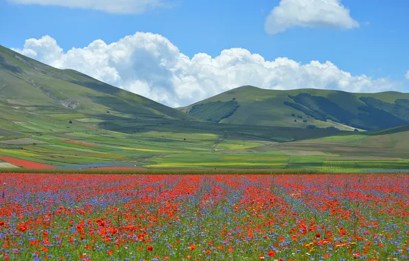 Grass, flowers, mountains, Maki, meadow, Italy