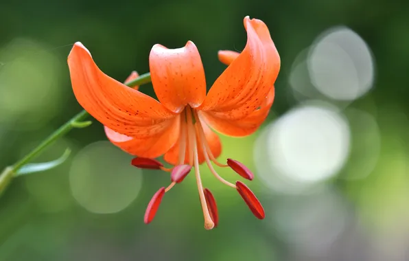 Picture macro, nature, Lily, petals