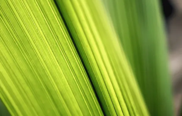 Photo, green, sheets, green macro wallpapers, macro leaves