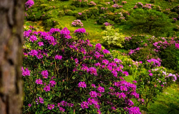 Picture flowers, nature, flowering, shrubs