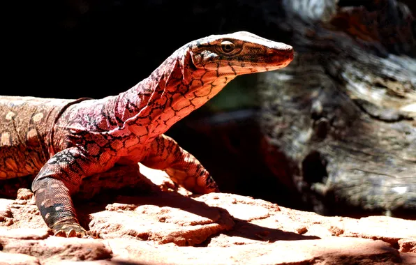 Picture look, light, stone, lizard, red, Varan