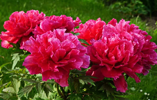Picture red, Bush, peonies