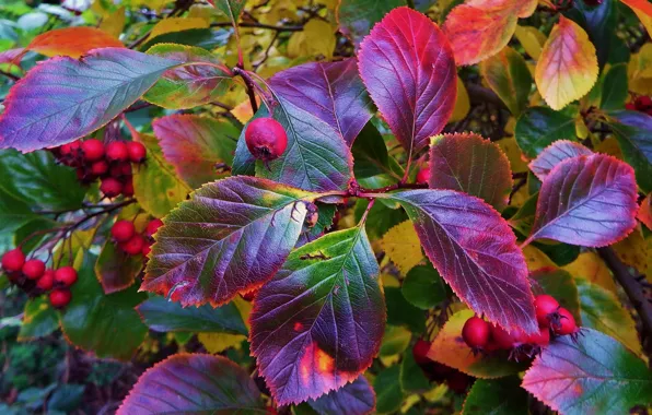 Autumn, leaves, nature, plant, Bush, fruit