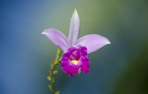 Picture macro, nature, petals, Orchid